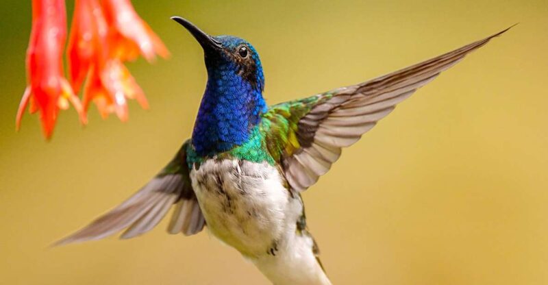 Cali: Bird Watching - Key Points