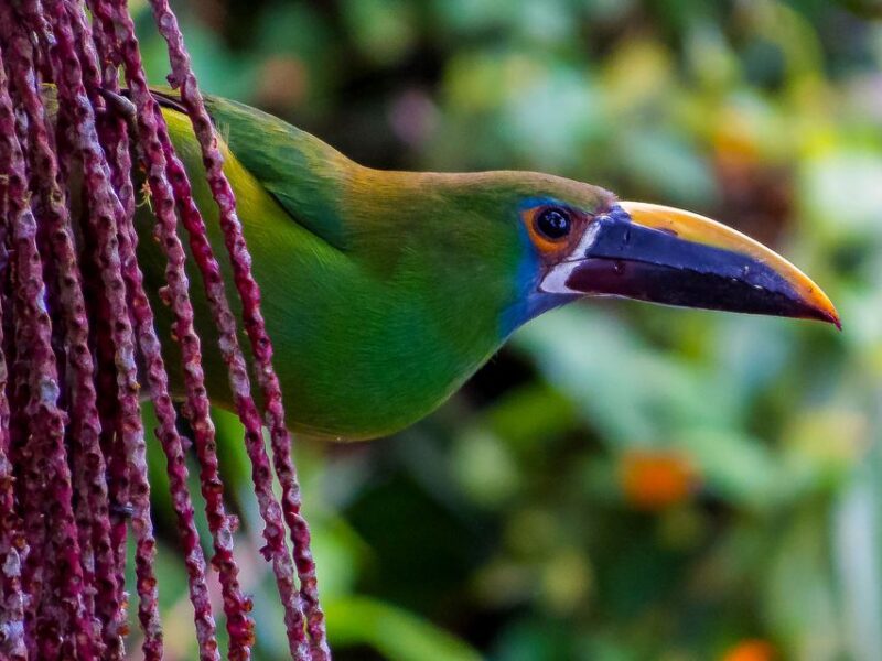 Cali: Bird Watching - Inclusions and Restrictions
