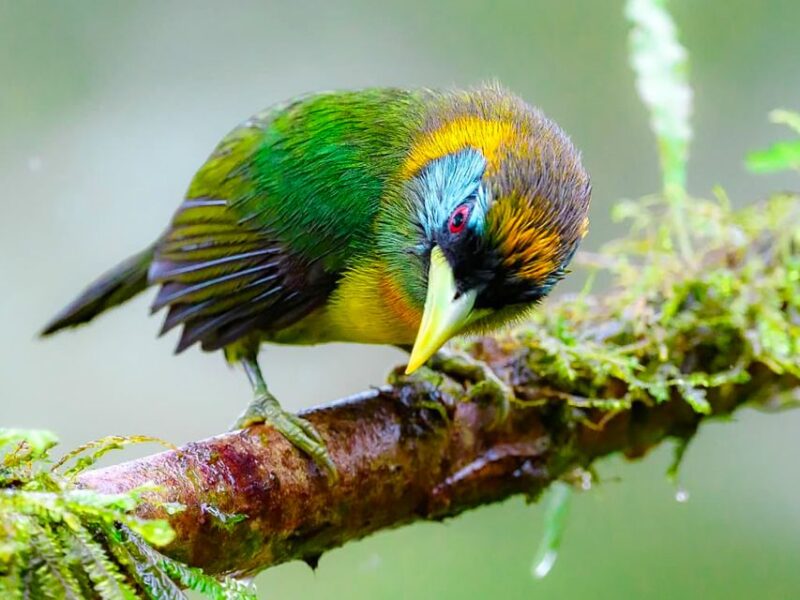 Cali: Bird Watching - Preparation and Guidelines