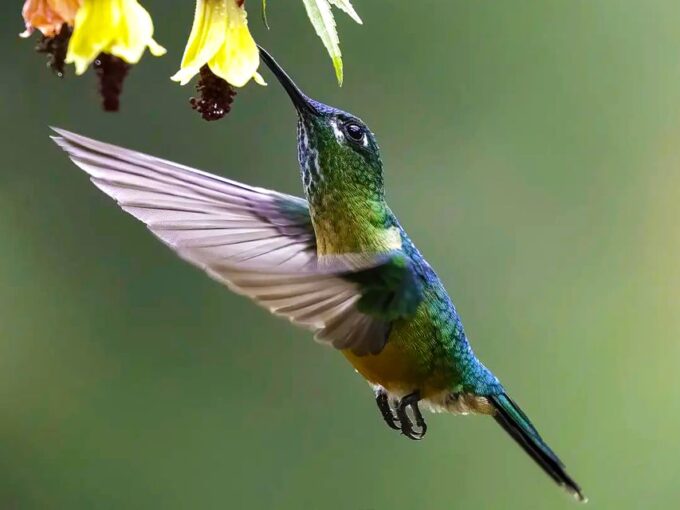 Cali: Bird Watching - Scenic Wonder