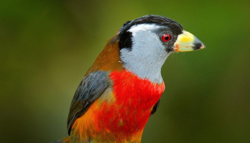 Cali Birdwatching: 4 Days of Feathered Marvels - What to Bring