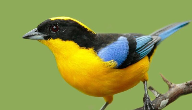 Cali Birdwatching: 4 Days of Feathered Marvels - Key Points