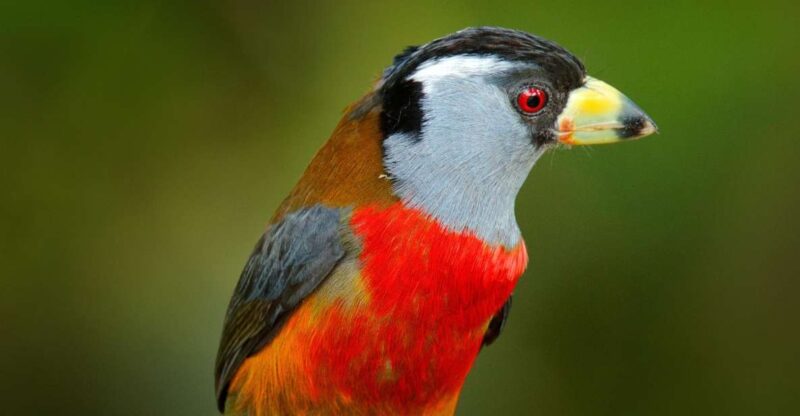 Cali Birdwatching: 4 Days of Feathered Marvels - Daily Itinerary and Highlights