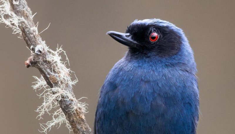 Cali Birdwatching: 4 Days of Feathered Marvels - Frequently Asked Questions