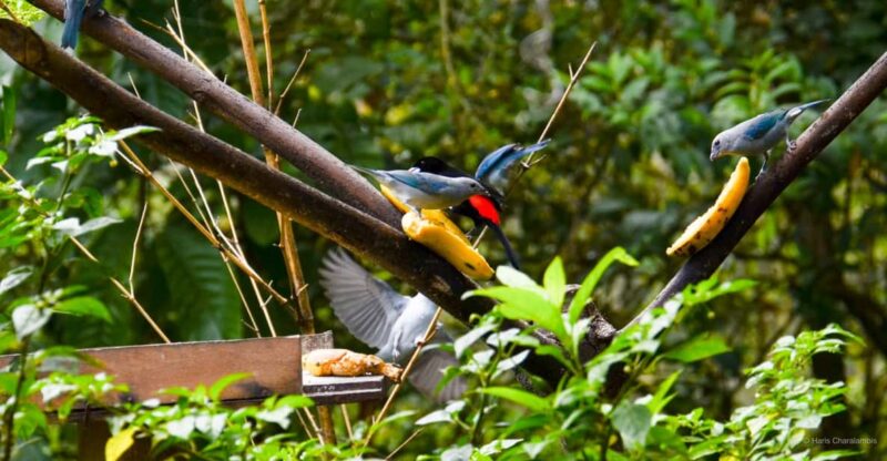 Cali: Birdwatching in Dapa - Key Points