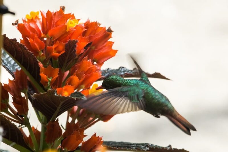Cali: Birdwatching in Dapa - Itinerary and Highlights
