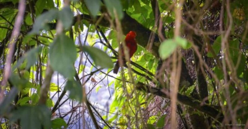 Cali: Birdwatching in Pance - Key Points