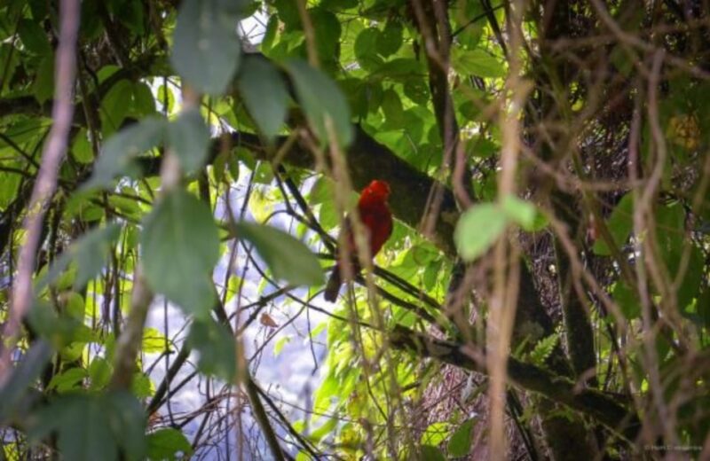 Cali: Birdwatching in Pance - Itinerary Highlights