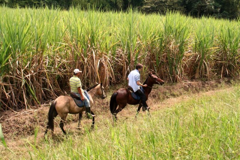 Cali: Horseback Riding - Key Points