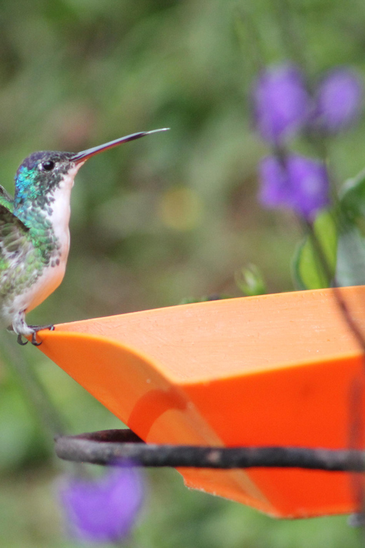 Cali: Hummingbirds Flying Freely Around You (No Enclosures!) - Key Points