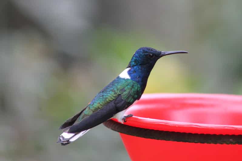 Cali: Hummingbirds Flying Freely Around You (No Enclosures!) - Location and Wildlife