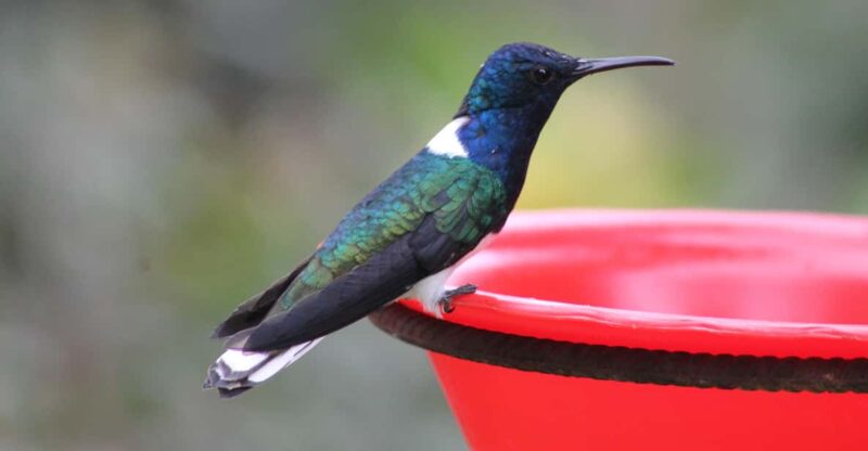 Cali: Hummingbirds Flying Freely Around You (No Enclosures!) - Itinerary Details
