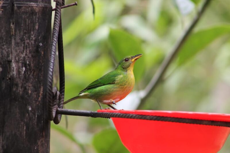 Cali: Hummingbirds Flying Freely Around You (No Enclosures!) - Customer Feedback