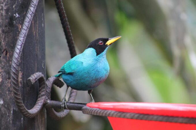 Cali: Hummingbirds Flying Freely Around You (No Enclosures!) - Getting to the Sanctuary