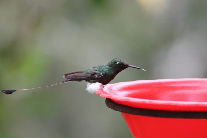 Cali: Hummingbirds Flying Freely Around You (No Enclosures!) - What to Expect