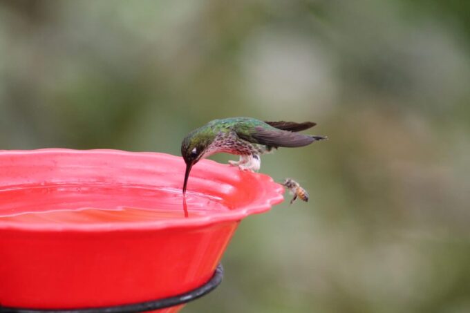 Cali: Hummingbirds Flying Freely Around You (No Enclosures!) - Tips for Visitors