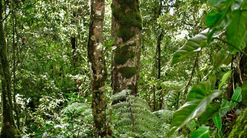 Cali: Jepp, Wala. Walk Between Oak Forest and Organic Crops - Important Considerations