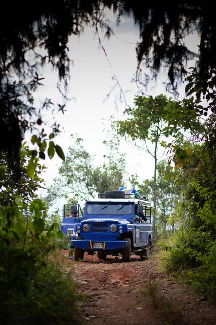 Cali: Jepp, Wala. Walk Between Oak Forest and Organic Crops - Coffee Tasting and Jeep Transport