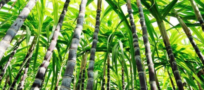 Cali: Sugar Cane Farm and El Paraiso Hacienda Day Trip - Highlights and Experiences
