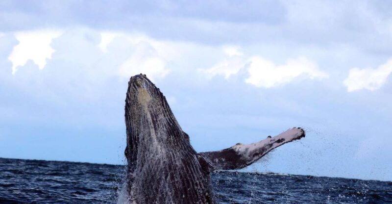 Cali: Whale Watching in the Colombian Pacific Coast - Key Points