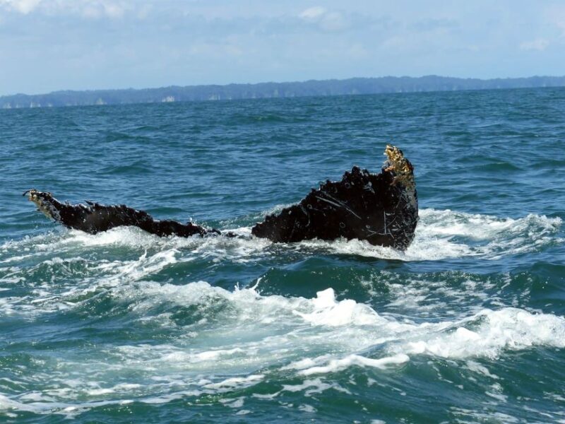 Cali: Whale Watching in the Colombian Pacific Coast - Location and Natural Attractions