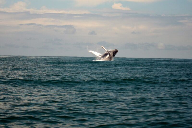 Cali: Whale Watching in the Colombian Pacific Coast - Included Services and Amenities