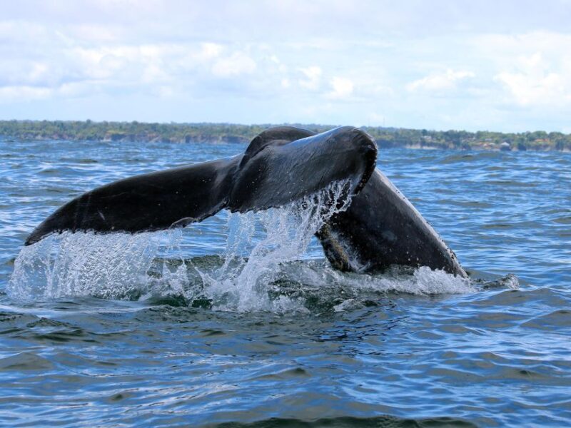 Cali: Whale Watching in the Colombian Pacific Coast - Whale Watching Experience