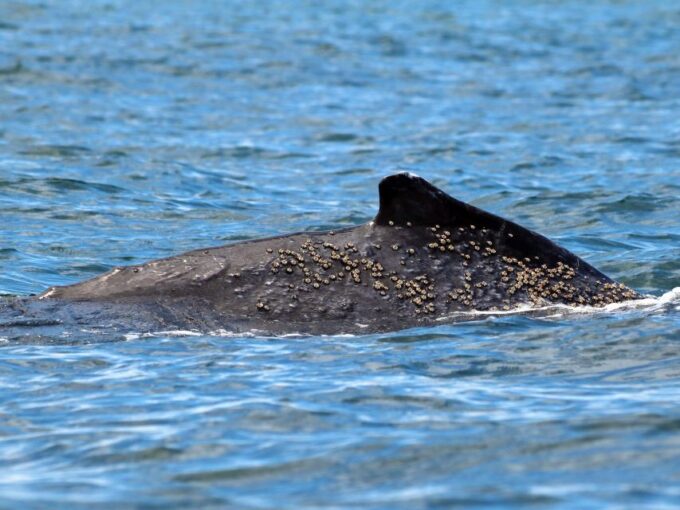 Cali: Whale Watching in the Colombian Pacific Coast - Immersive Hiking Trails