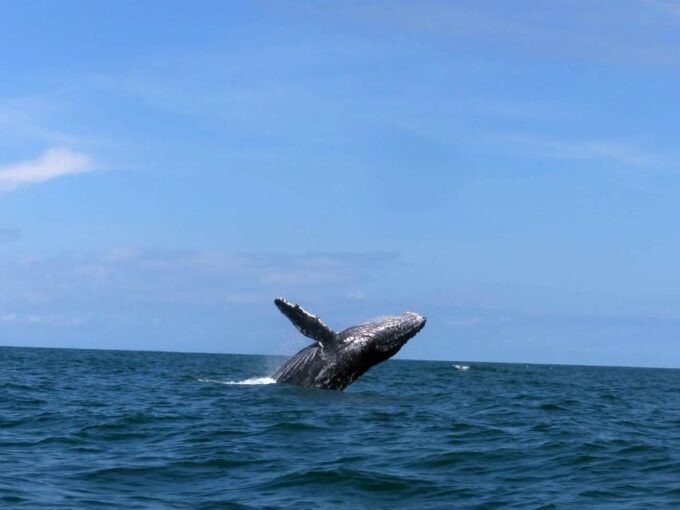 Cali: Whale Watching in the Colombian Pacific Coast - Optional Tips and Gratuities
