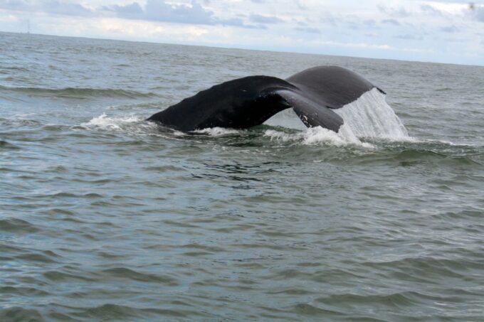 Cali: Whale Watching in the Colombian Pacific Coast - Frequently Asked Questions