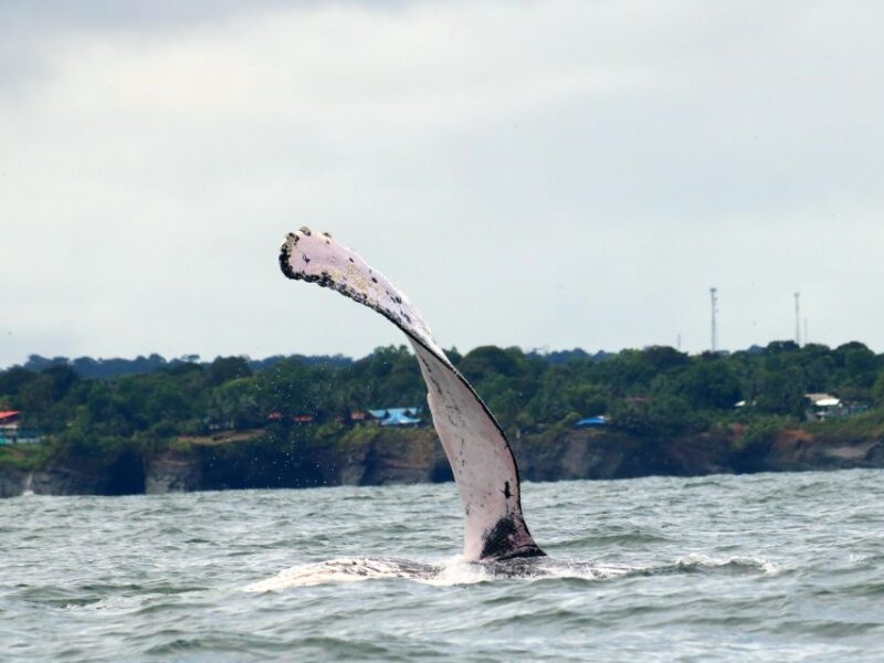 Cali: Whale Watching in the Colombian Pacific Coast - Included Services and Amenities