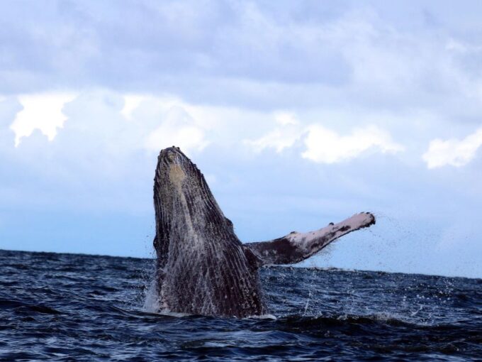 Cali: Whale Watching in the Colombian Pacific Coast - Practical Considerations