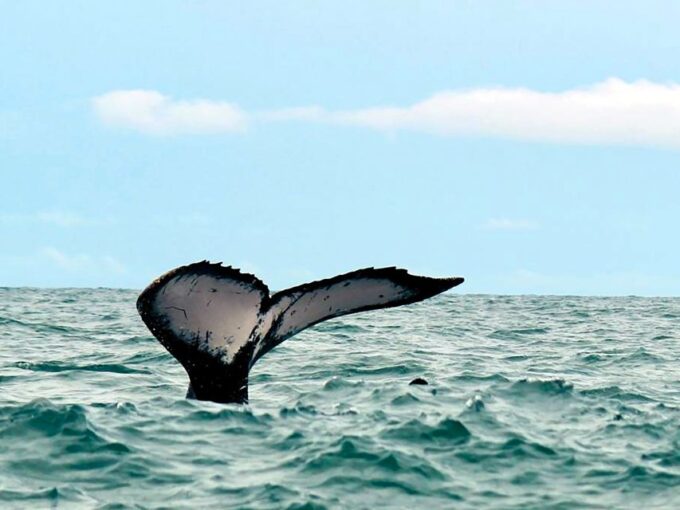 Cali: Whale Watching in the Colombian Pacific Coast - Frequently Asked Questions