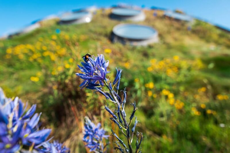 California Academy of Sciences With Golden Gate Park Tour - Key Points