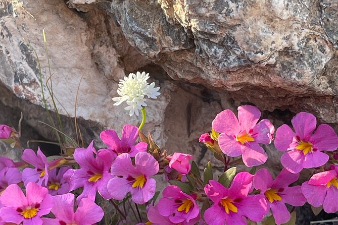 California Botanic Garden Half Day Tour - Cancellation Policy and Reviews