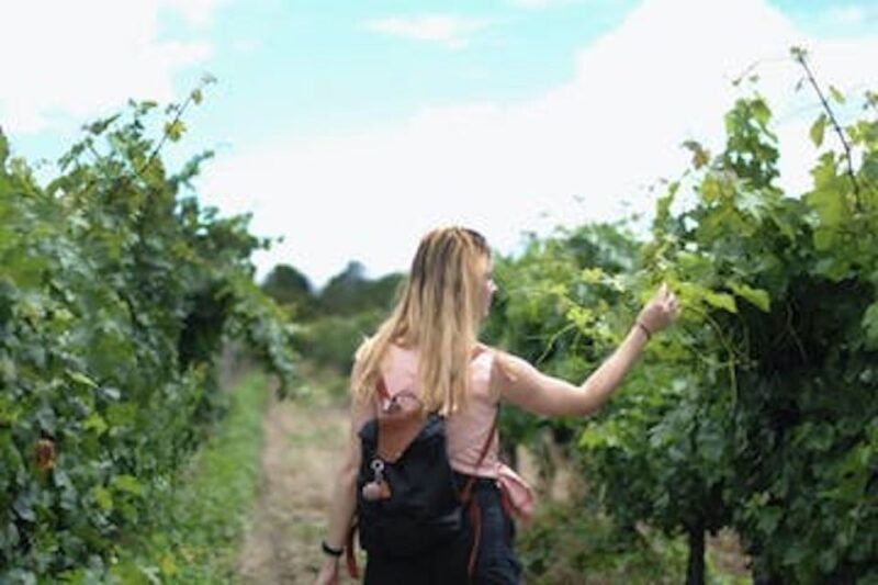 Calistoga: Napa Valley Cycling and Winery Tour With Picnic - Potential Wineries