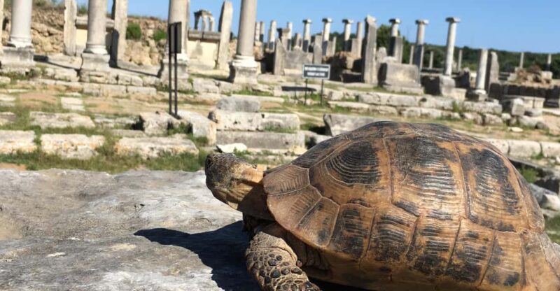 Call Of Ancient History In Perge - Booking & Cancellation