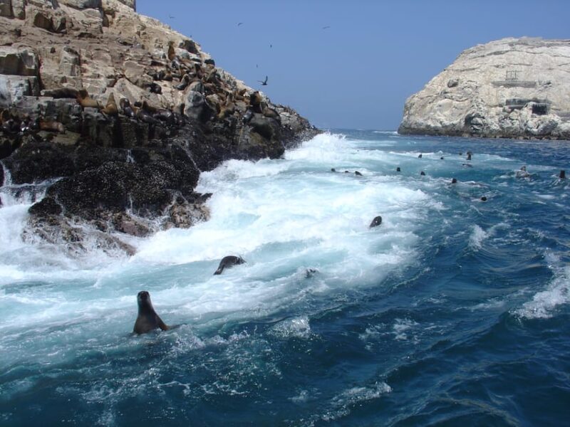Callao: Swimming With Sea Lions Palomino Islands Boat Tour - Key Points