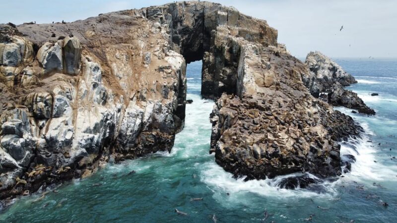 Callao: Swimming With Sea Lions Palomino Islands Boat Tour - Booking and Cancellation Policy