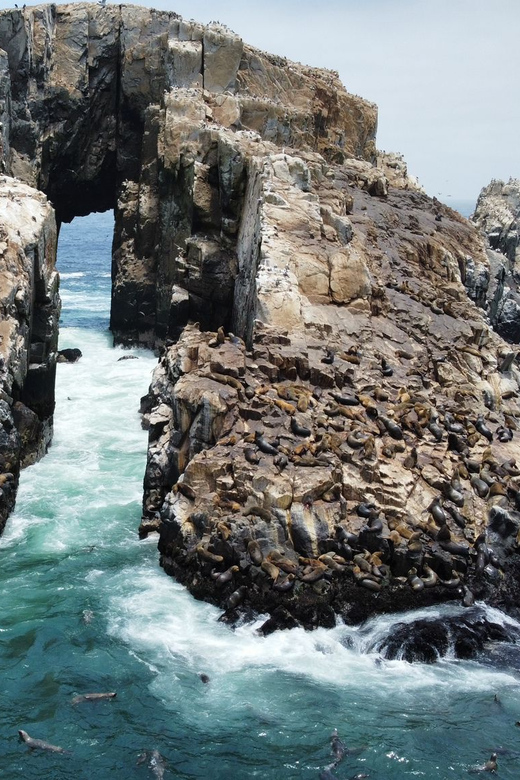 Callao: Swimming With Sea Lions Palomino Islands Boat Tour - Inclusions and Requirements