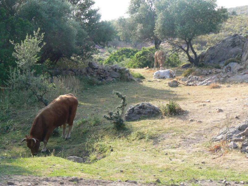 Calvi: Asco Valley 4x4 Day Tour With Guide - Asco Valley Exploration