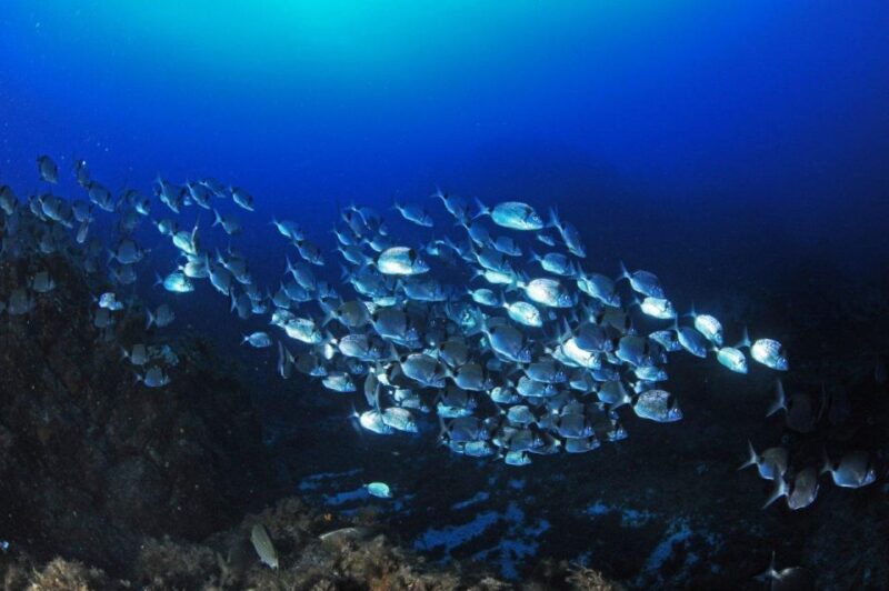 Calvi: Introduction to Diving Dive With an Instructor - Calm Waters in the Gulf