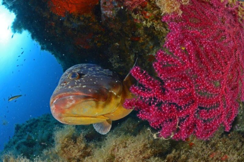 Calvi: Introduction to Diving Dive With an Instructor - Introduction to Diving Equipment and Skills