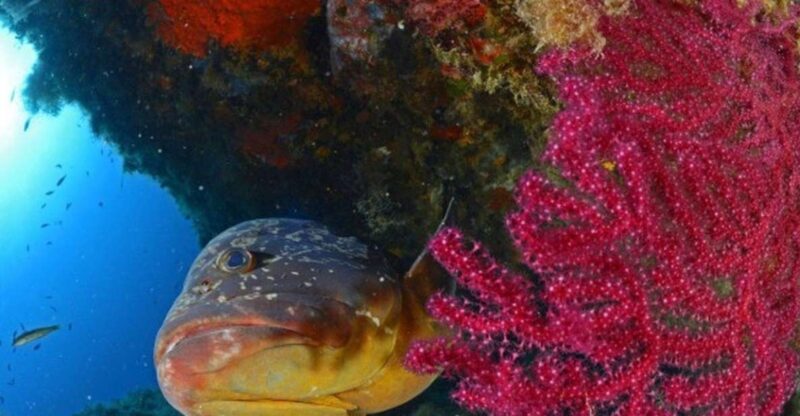 Calvi: PE12 Certificate Diving Lessons With Instructor - Booking and Cancellation
