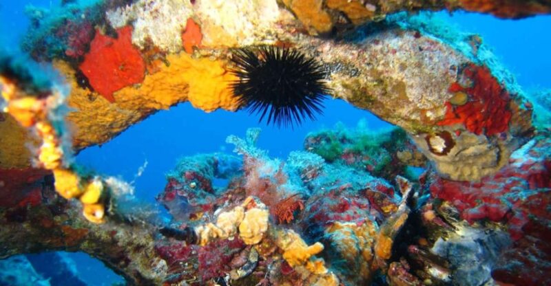 Calvi: PE40 Certificate Diving Lesson With Instructor - Buoyancy Control and Ascent Management