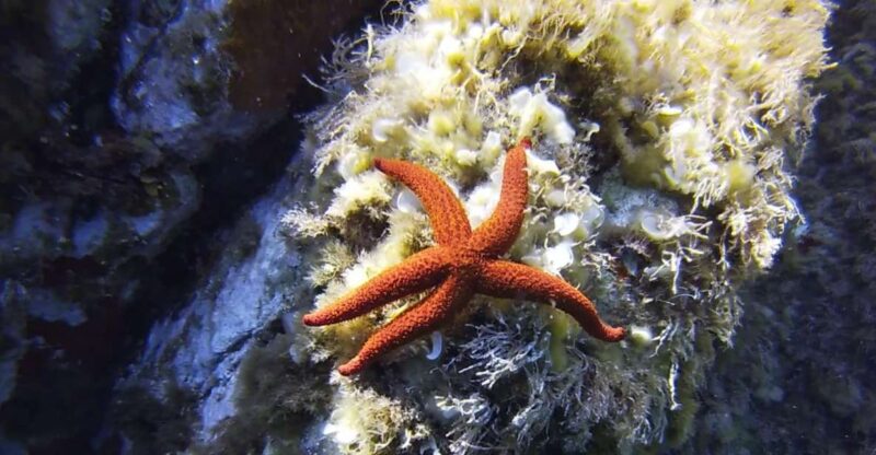 Calvi: Pointe De La Revellata Snorkeling Boat Tour - Tour Highlights and Inclusions