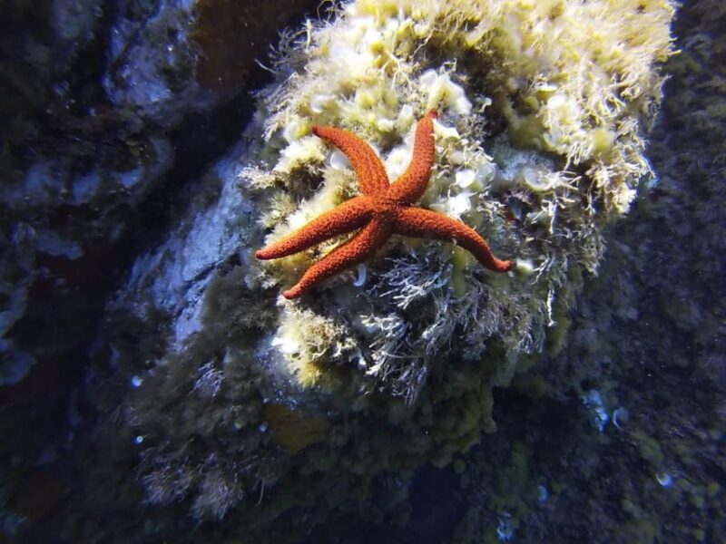 Calvi: Pointe De La Revellata Snorkeling Boat Tour - Meeting Point and Directions