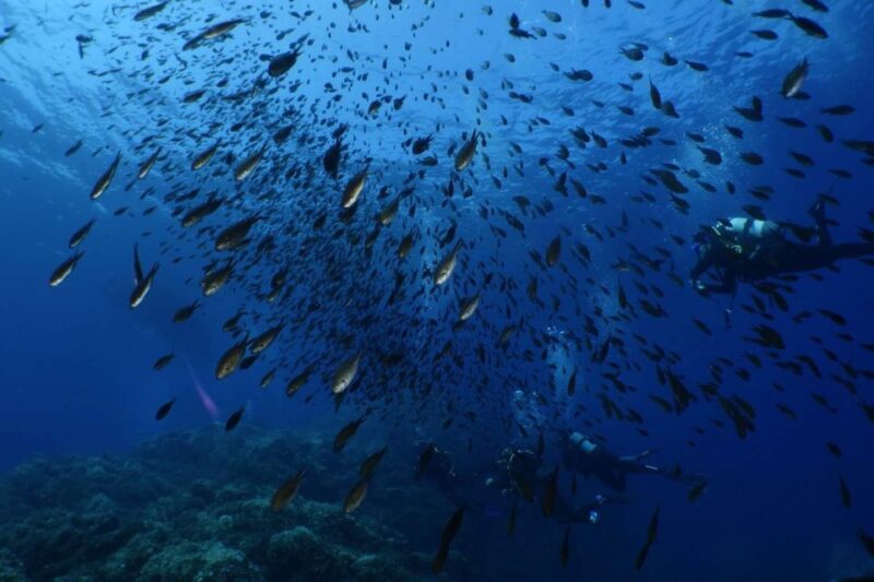 Calvi: Pointe De La Revellata Snorkeling Boat Tour - Duration and Pricing