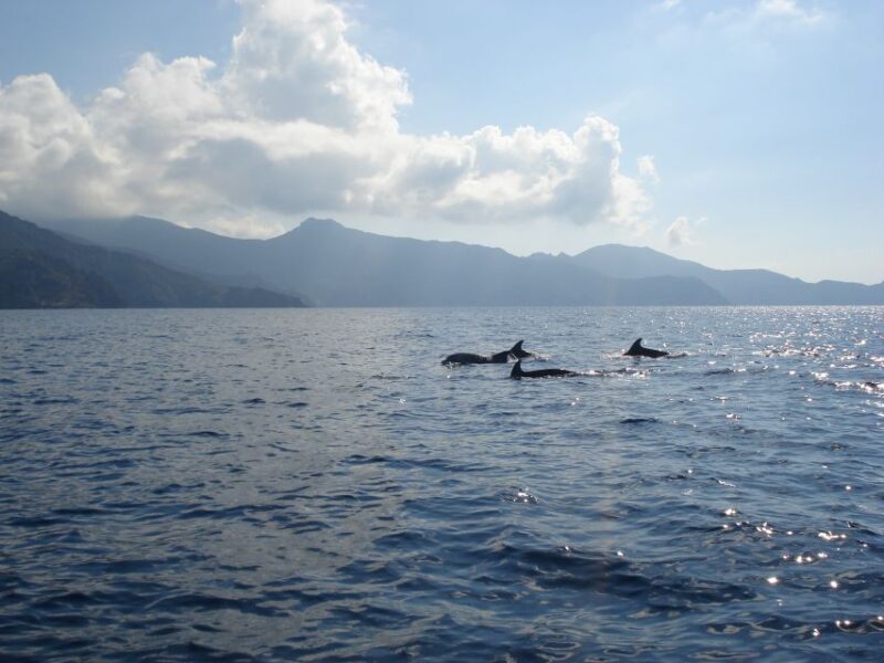 Calvi: Private Speedboat Tour to Wild Beaches With Aperitif - Swim at Alga Beach