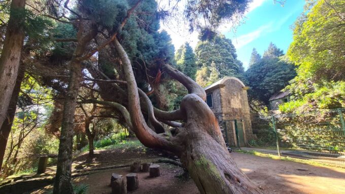 Camacha: Levada Trail E-Bike Guided Tour - Discovering Local Culture